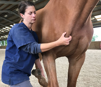 Practical demonstration of equine sports massage