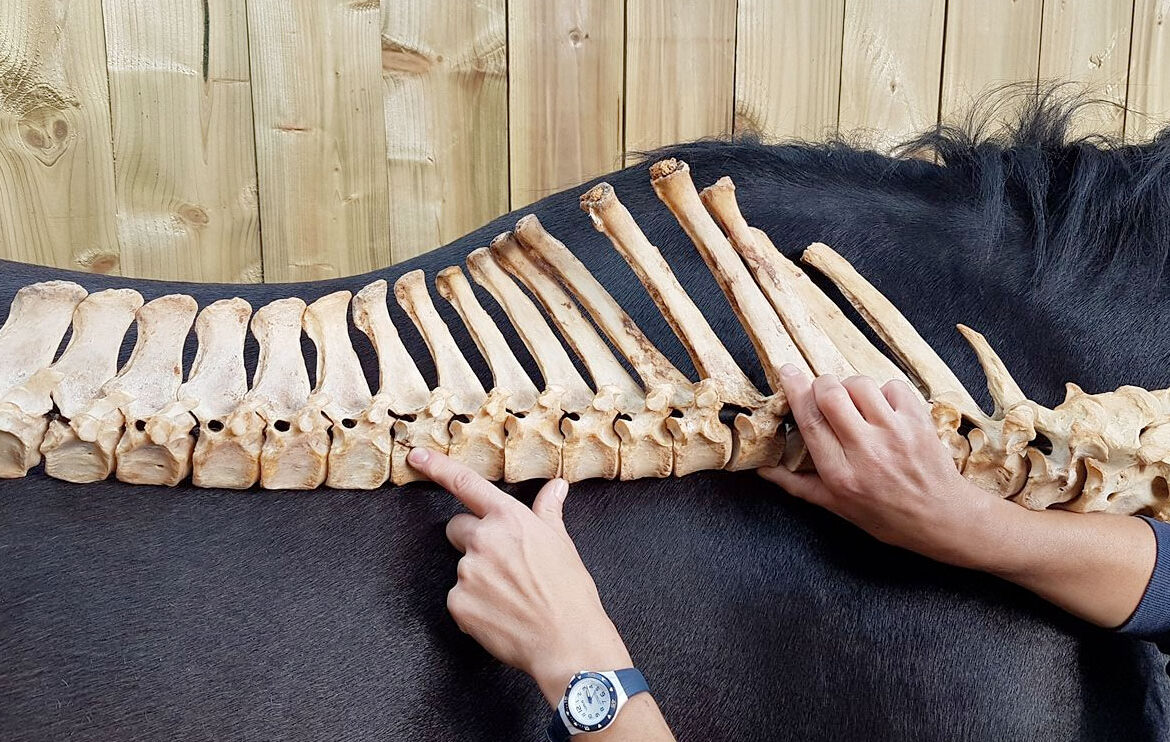 explaining the skeleton of a horse during the Level 4 Diploma in Equine Sports Massage training