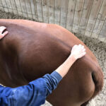 Training to become an Equine Sports Massage Therapist