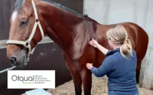 ofqual qualification in equine sports massage